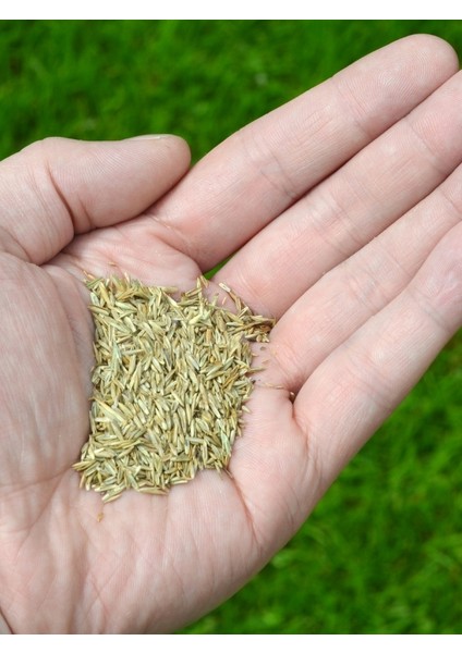 Gölge Alanlar Çim Tohumu 2,5 kg