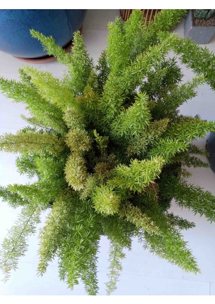 Tilki Kuyruğu - Asparagus Fern / Büyük Boyut