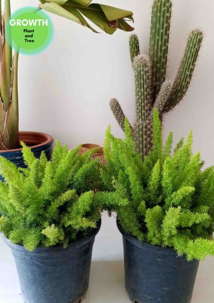 Tilki Kuyruğu - Asparagus Fern / Büyük Boyut