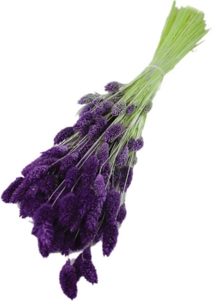 Kuru Çiçek Kuş Otu Şoklanmış Kurutulmuş 40 cm 120 Gram Mor