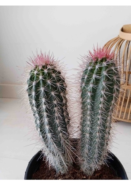 Pachycereus Pringlei Kaktüs 22 cm