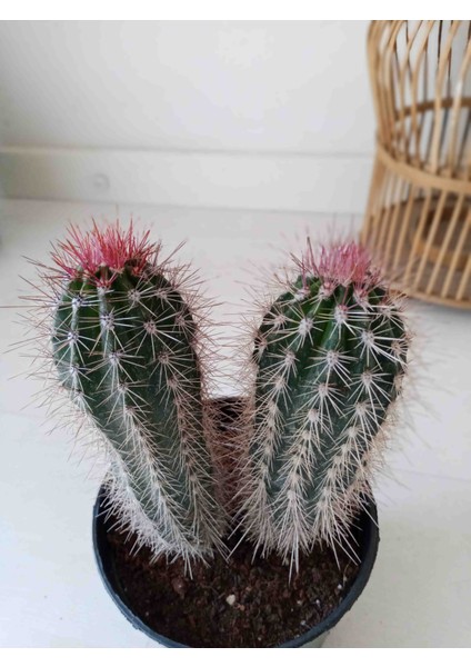 Pachycereus Pringlei Kaktüs 22 cm