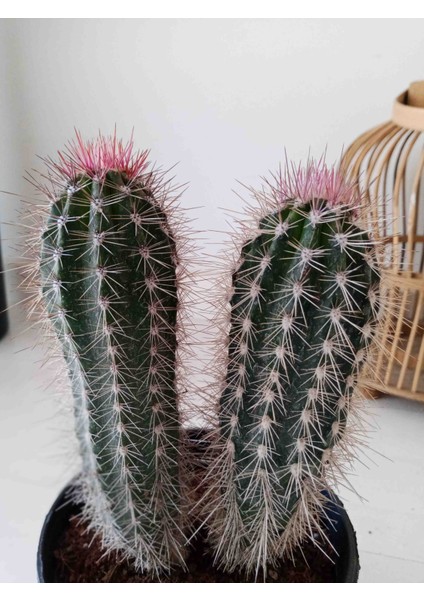 Pachycereus Pringlei Kaktüs 22 cm
