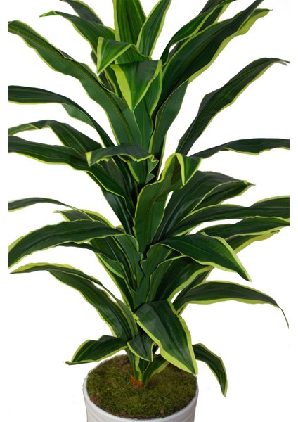 Yapay Dracaena Fragrans Ağacı 175 cm Beyaz Konik Saksı