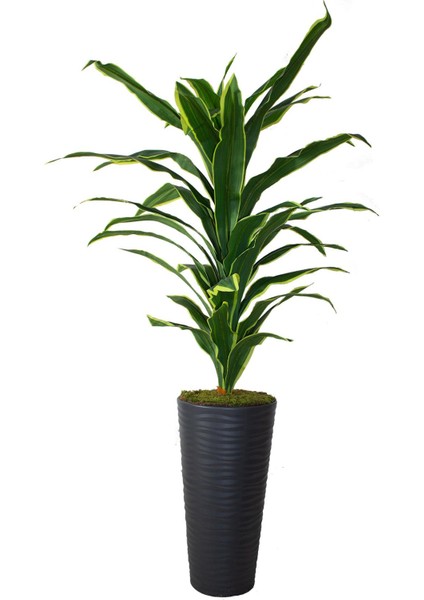 Güleç Yapay Çiçek Yapay Dracaena Fragrans Ağacı 175 cm Siyah Konik Saksı