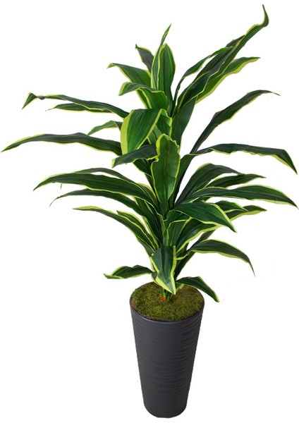 Güleç Yapay Çiçek Yapay Dracaena Fragrans Ağacı 175 cm Siyah Konik Saksı