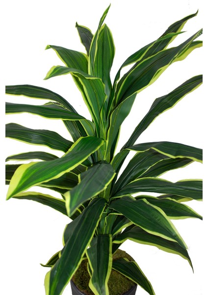 Güleç Yapay Çiçek Yapay Dracaena Fragrans Ağacı 175 cm Siyah Konik Saksı