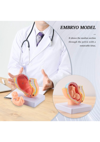 Insan Gebeliği Fetal Gelişim 9. Ay Embriyonik Pelvik Modeli Fetus Fetus Gebelik Plasenta Modeli Anatomisi (Yurt Dışından)