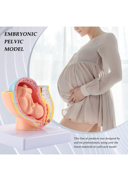 Insan Gebeliği Fetal Gelişim 9. Ay Embriyonik Pelvik Modeli Fetus Fetus Gebelik Plasenta Modeli Anatomisi (Yurt Dışından)