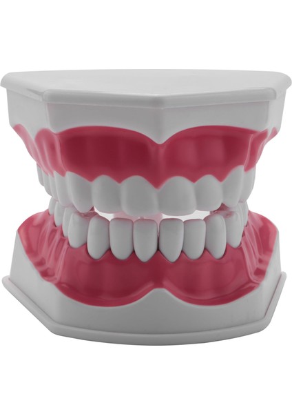 Diş Modeli Fırçalama Diş Işi Uygulaması Diş Typodonts Modu Diş Eti Görünür Anatomik Gösterim (Yurt Dışından)