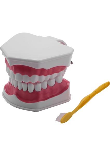Diş Modeli Fırçalama Diş Işi Uygulaması Diş Typodonts Modu Diş Eti Görünür Anatomik Gösterim (Yurt Dışından) fiyatları