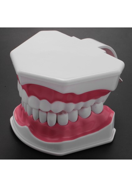 Diş Modeli Fırçalama Diş Işi Uygulaması Diş Typodonts Modu Diş Eti Görünür Anatomik Gösterim (Yurt Dışından) modelleri