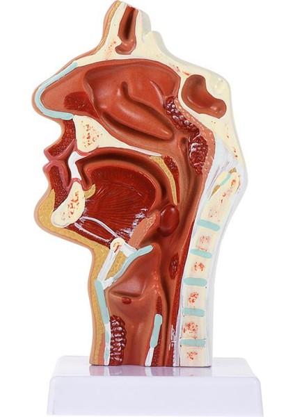 Burun Boşluğu Modeli Ağız Boşluğu Modeli Yutak Larinks Anatomik Modeli Boğaz ve Yutak Boşluğu Kulak Burun Boğaz Modeli (Yurt Dışından)