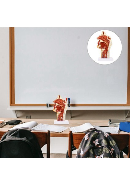Burun Boşluğu Modeli Ağız Boşluğu Modeli Yutak Larinks Anatomik Modeli Boğaz ve Yutak Boşluğu Kulak Burun Boğaz Modeli (Yurt Dışından) fiyatları
