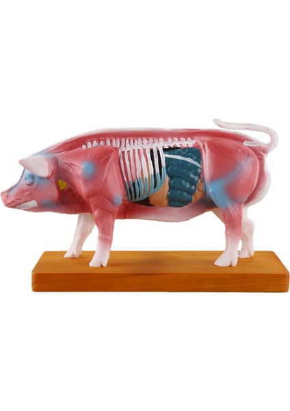 Akupunktur Domuz Modeli Veteriner Akupunktur Hayvan Anatomisi Modeli Eğitim Eğitim Yardımı (Yurt Dışından)
