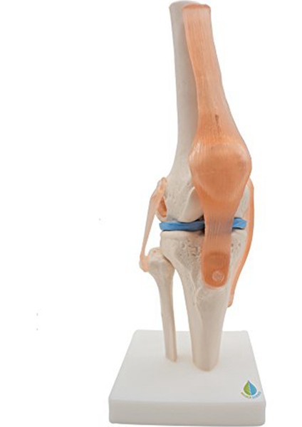 Bağlar Modeli ile Anatomik Diz Eklemi, Gerçek Ölçüde (Yurt Dışından)