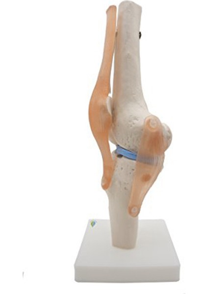 Bağlar Modeli ile Anatomik Diz Eklemi, Gerçek Ölçüde (Yurt Dışından) fiyatları