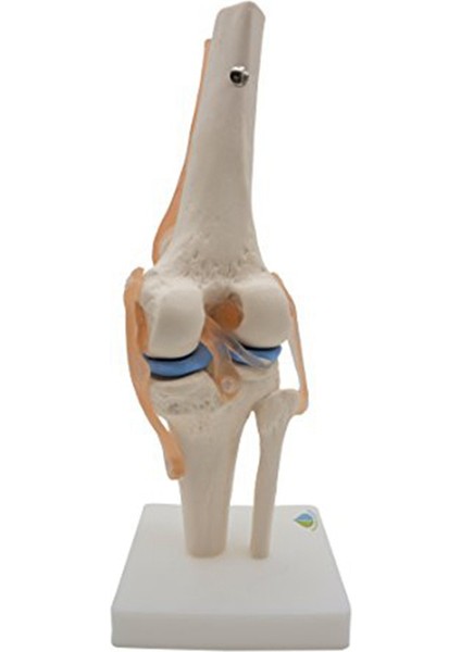 Bağlar Modeli ile Anatomik Diz Eklemi, Gerçek Ölçüde (Yurt Dışından) modelleri