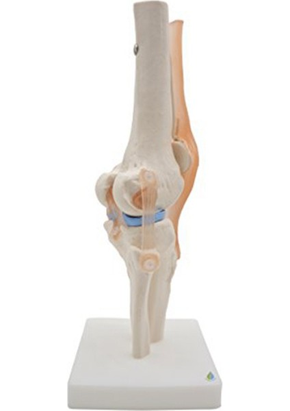 Bağlar Modeli ile Anatomik Diz Eklemi, Gerçek Ölçüde (Yurt Dışından) fırsatları