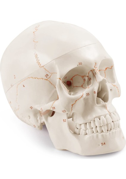 Anatomik Insan Kafatası Modeli, 3 Parçalı, Numaralı, Gerçek Ölçüde (Yurt Dışından)