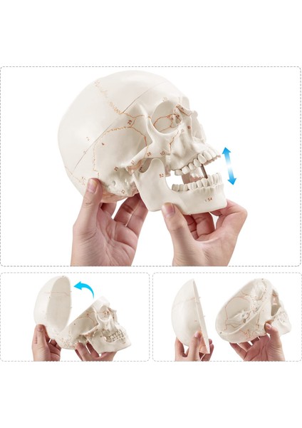 Anatomik Insan Kafatası Modeli, 3 Parçalı, Numaralı, Gerçek Ölçüde (Yurt Dışından) fiyatları