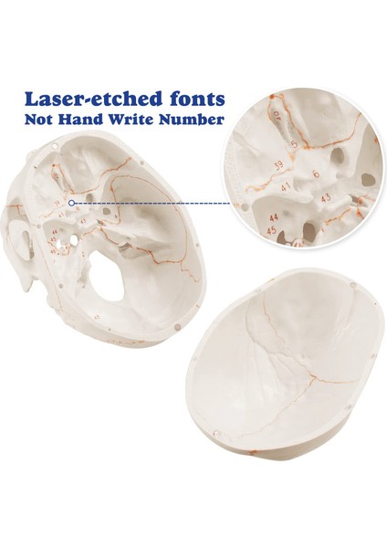 Anatomik Insan Kafatası Modeli, 3 Parçalı, Numaralı, Gerçek Ölçüde (Yurt Dışından) modelleri