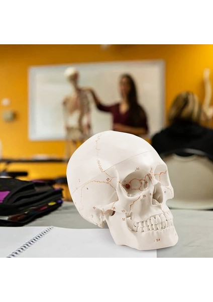 Anatomik Insan Kafatası Modeli, 3 Parçalı, Numaralı, Gerçek Ölçüde (Yurt Dışından) fırsatları