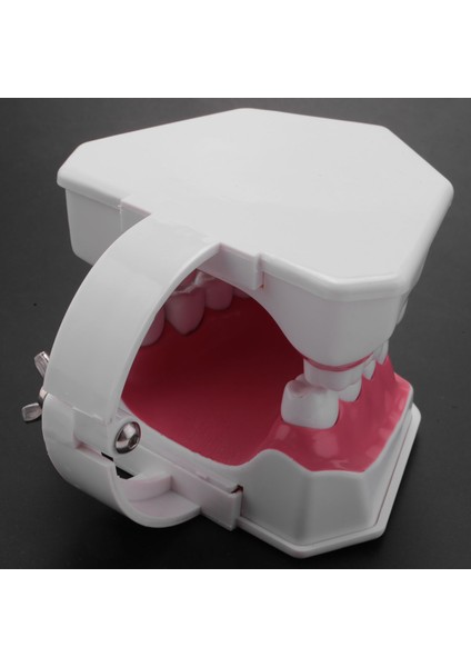 Diş Modeli Fırçalama Diş Işi Uygulaması Diş Typodonts Modu Diş Eti Görünür Anatomik Gösterim (Yurt Dışından) fırsatları