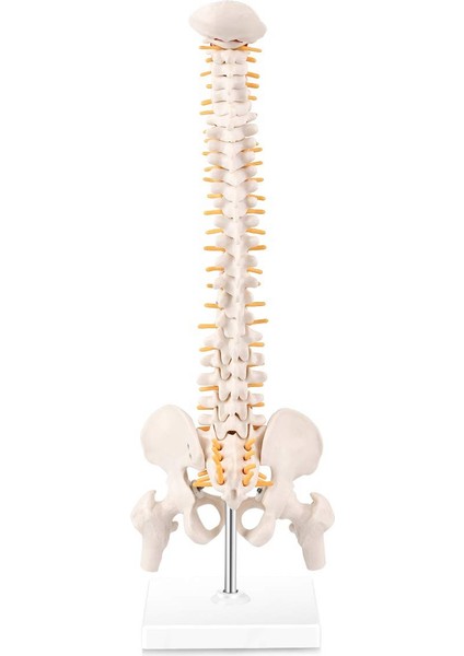 Minyatür Omurga Anatomisi Modeli, Bir Tabana Monte Edilmiş Spinal Sinirler, Pelvis, Femur ile 15,5 Inç Mini Vertebral Kolon Modeli (Yurt Dışından)