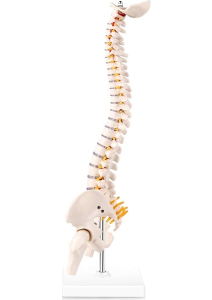 Minyatür Omurga Anatomisi Modeli, Bir Tabana Monte Edilmiş Spinal Sinirler, Pelvis, Femur ile 15,5 Inç Mini Vertebral Kolon Modeli (Yurt Dışından) fiyatları