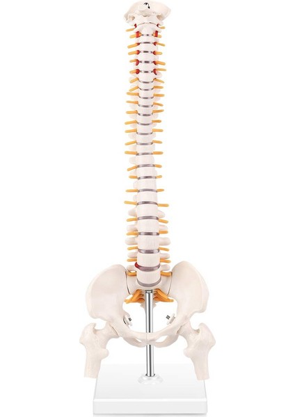 Minyatür Omurga Anatomisi Modeli, Bir Tabana Monte Edilmiş Spinal Sinirler, Pelvis, Femur ile 15,5 Inç Mini Vertebral Kolon Modeli (Yurt Dışından) modelleri