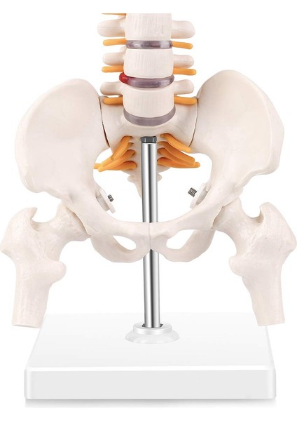 Minyatür Omurga Anatomisi Modeli, Bir Tabana Monte Edilmiş Spinal Sinirler, Pelvis, Femur ile 15,5 Inç Mini Vertebral Kolon Modeli (Yurt Dışından) fırsatları