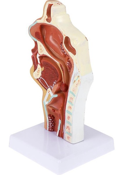 Burun Boşluğu Modeli Ağız Boşluğu Modeli Yutak Larinks Anatomik Modeli Boğaz ve Yutak Boşluğu Kulak Burun Boğaz Modeli (Yurt Dışından) fırsatları