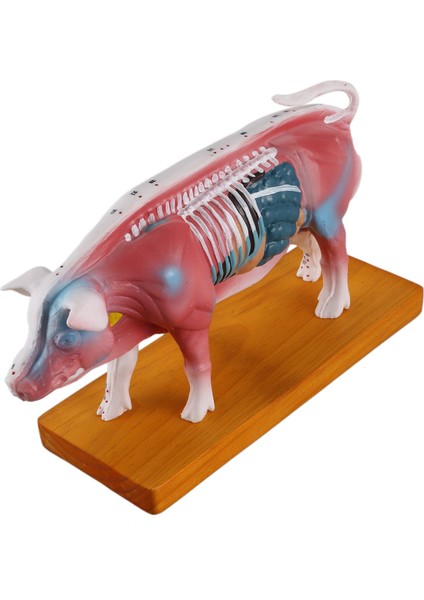 Akupunktur Domuz Modeli Veteriner Akupunktur Hayvan Anatomisi Modeli Eğitim Eğitim Yardımı (Yurt Dışından)