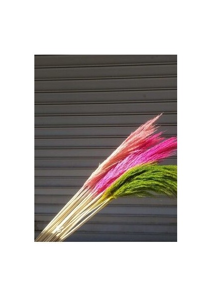 Cansas Pampas Pampas Şoklanmış Model