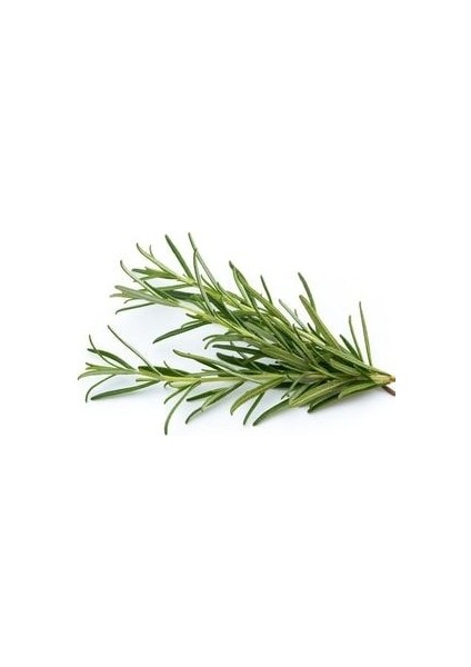 Biberiye Yağı 20 Ml. 1. Kalite Bitkisel Uçucu Yağ Biberiye Yağı