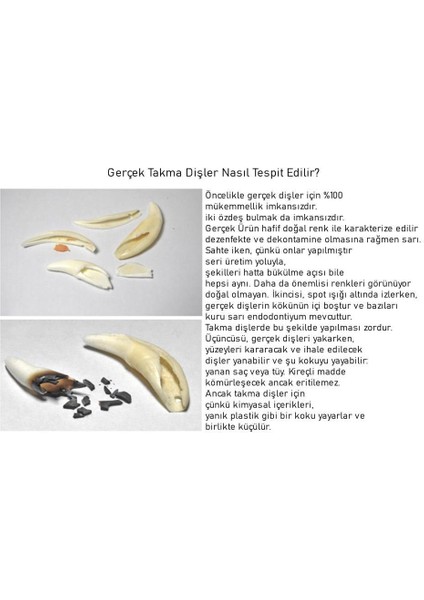Tibet Tribal Gerçek Diş Kolye 4-5cm Beyaz Renk Boy Ayarlı Kordon
