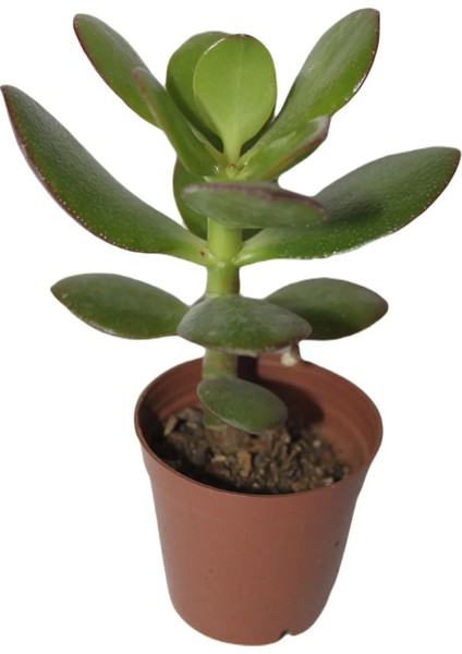 Şans ve Para Çiçeği Crassula Ovata Tekli 5.5 cm Saksıda