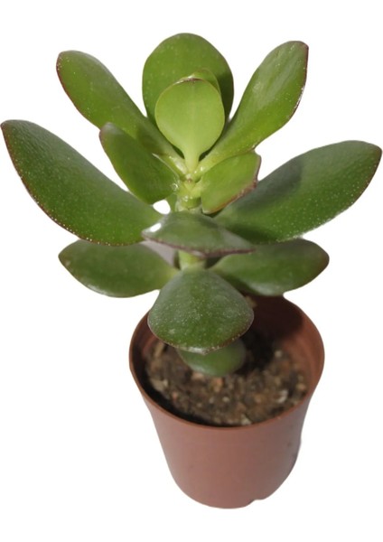 Şans ve Para Çiçeği Crassula Ovata Tekli 5.5 cm Saksıda