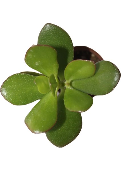 Şans ve Para Çiçeği Crassula Ovata Tekli 5.5 cm Saksıda