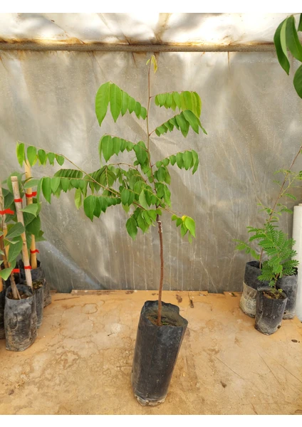 Yavuz Fidancılık Aşılı Star Fruit Fidanı 3 Yaş 100 CM