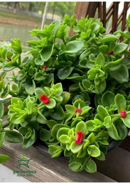 Pink Delosperma Buz Çiçeği 10 Adet Tüplü 10-20CM