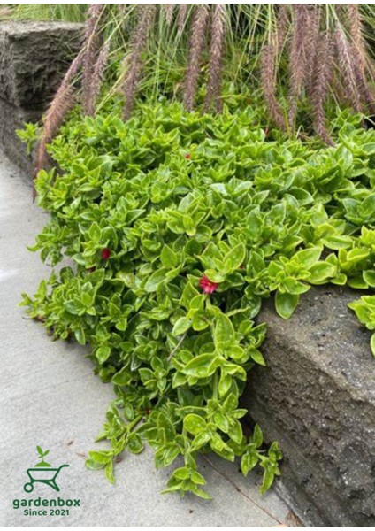 Pink Delosperma Buz Çiçeği 10 Adet Tüplü 10-20CM fiyatları