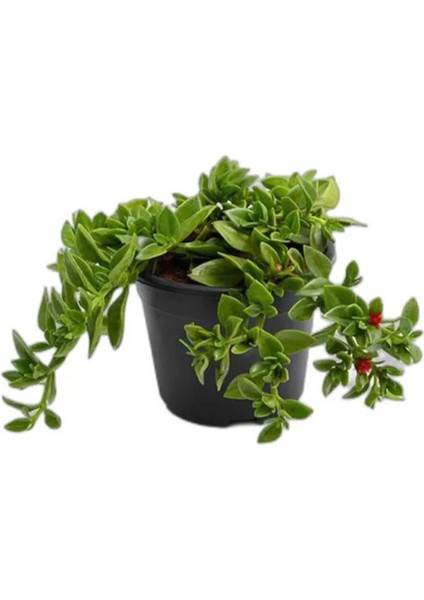 Pink Delosperma Buz Çiçeği 10 Adet Tüplü 10-20CM fırsatları