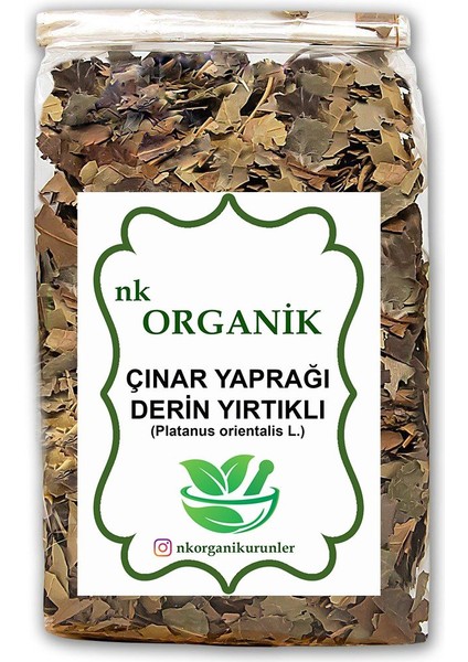 Derin Yırtıklı Çınar Yaprağı 50GR