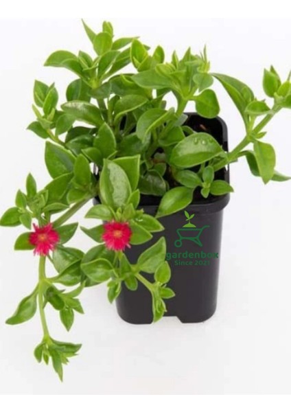 Zemin Örtücü Peyzaj Çiçeği 10 Adet Tüplü Buz Çiçeğidelosperma