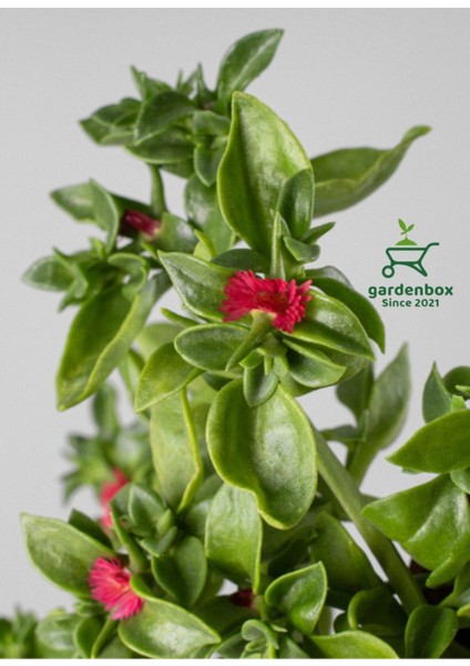 Zemin Örtücü Peyzaj Çiçeği 10 Adet Tüplü Buz Çiçeğidelosperma modelleri