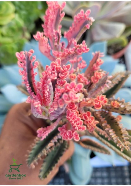 Sevilen Özel Tür Pembe Renk Aşkın Gözyaşı Çiçeği 1 Adet Saksılı