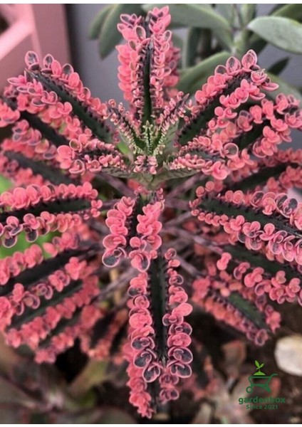 Sevilen Özel Tür Pembe Renk Aşkın Gözyaşı Çiçeği 1 Adet Saksılı fiyatları