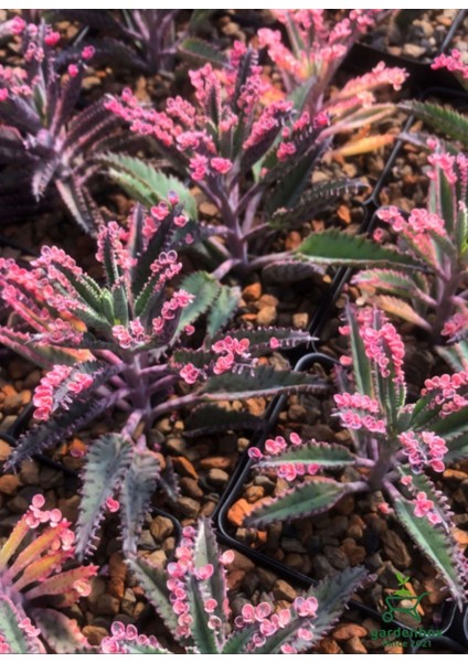 Sevilen Özel Tür Pembe Renk Aşkın Gözyaşı Çiçeği 1 Adet Saksılı modelleri